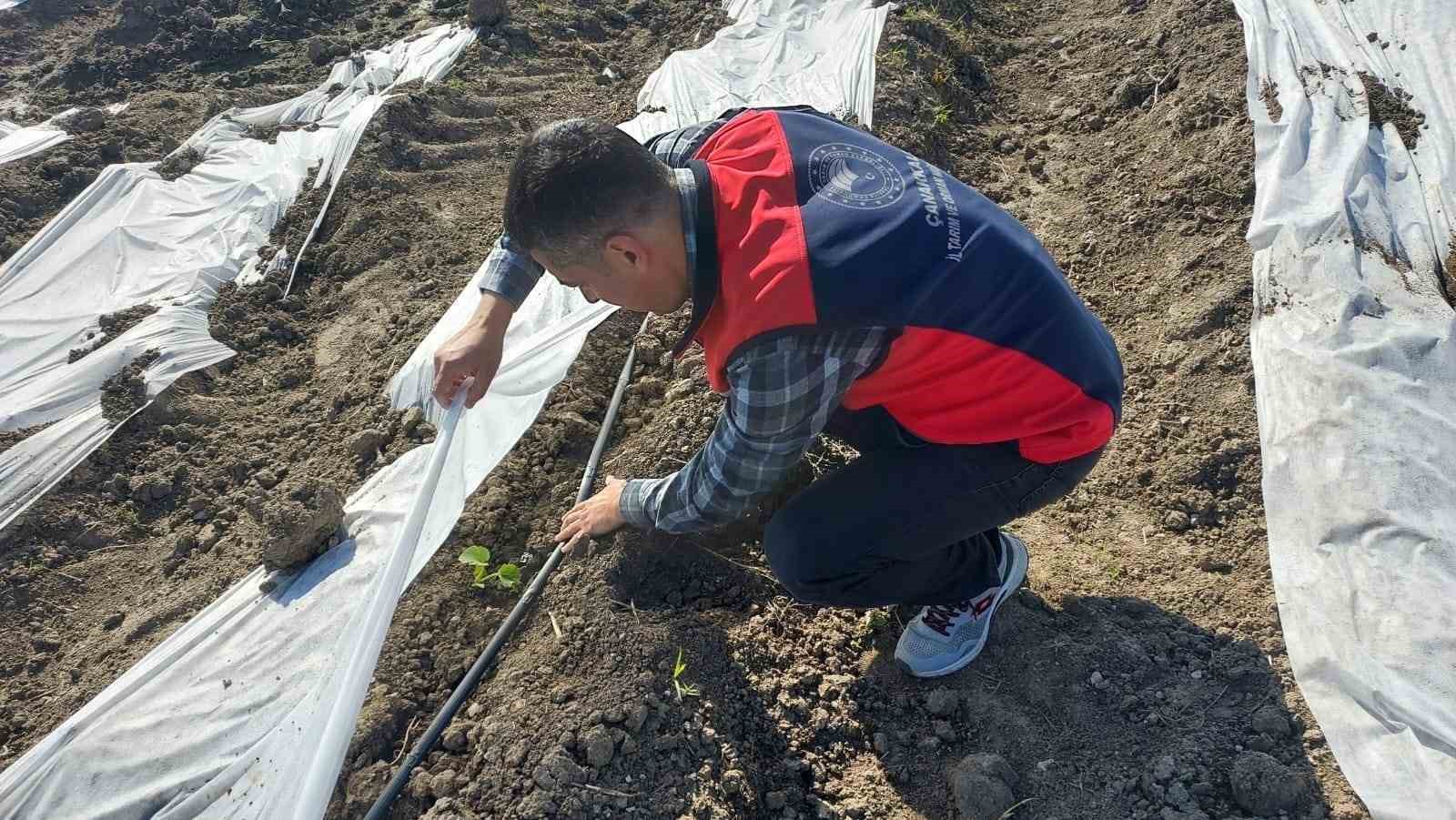 Çanakkale’de zirai donun ardından hasar tespit çalışmaları