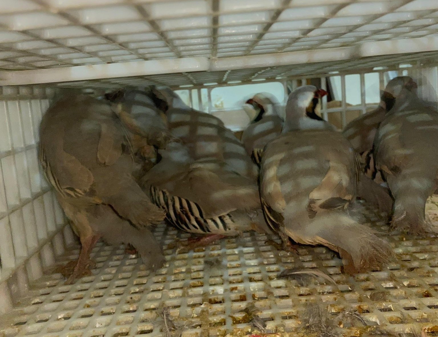 Şırnak’ta jandarma ekipleri keklik avcılarına geçit vermedi