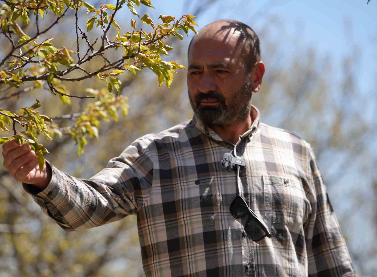 Zirai don, meyve bahçelerinde ürün bırakmadı: "22 yıldır ilk kez böyle bir soğukla karşılaştık"