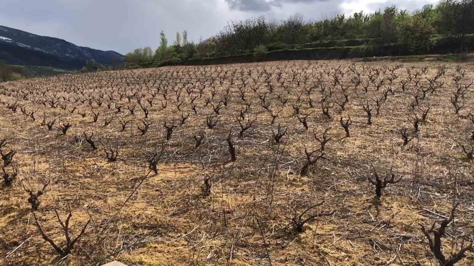 65 dönümlük bahçesindeki ağaçları zarar gören Amasyalı çiftçi: "Ürünlerimiz dondu, hayallerimiz kayboldu"
