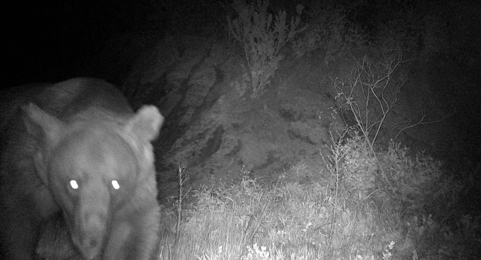 ’Haydut’ ayı kamerada