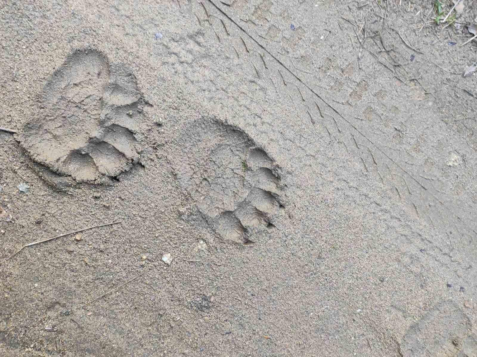 &rsquo;Haydut&rsquo; ayı kamerada
