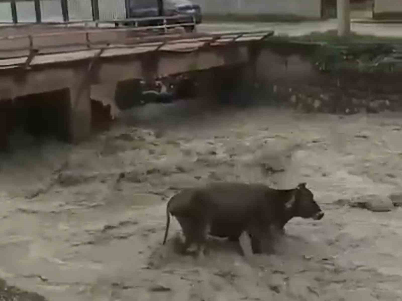 Taşan derede mahsur kalan inek saatler sonra kurtarıldı