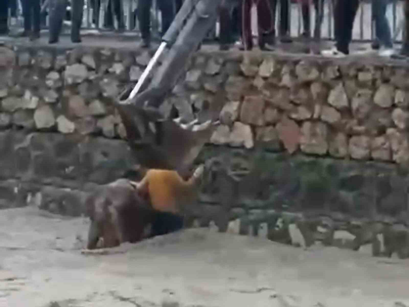 Taşan derede mahsur kalan inek saatler sonra kurtarıldı