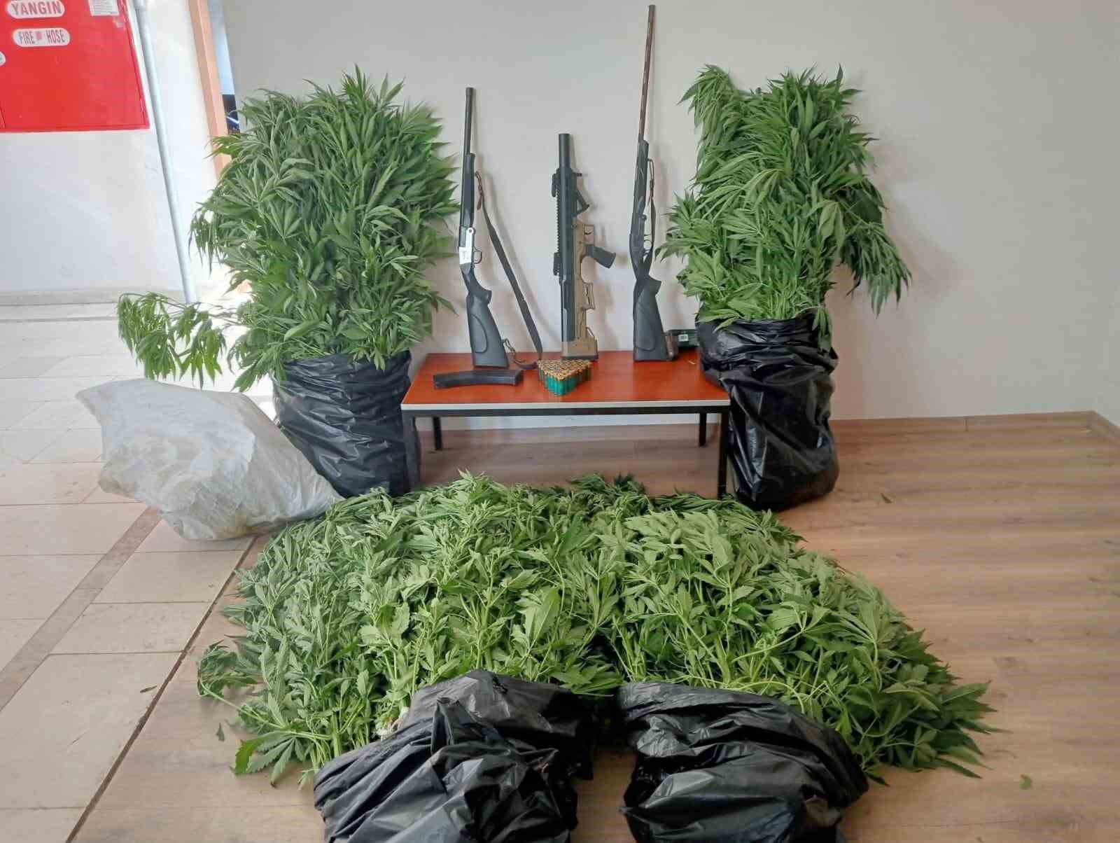 Gizli kenevir bahçesi kuran şüpheli tutuklandı