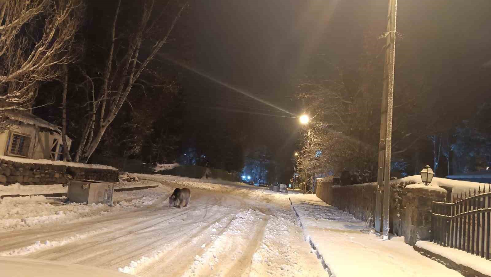 Kars&rsquo;ta sokaklarda yiyecek arayan ayılar kamerada
