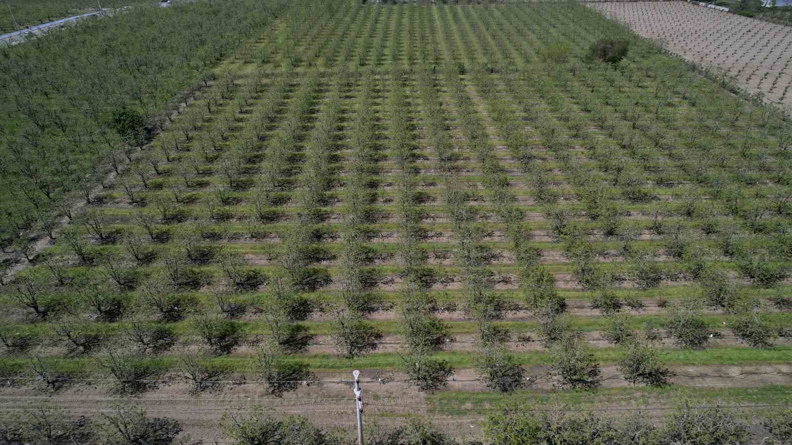 Zirai don Bursa Ovası’nda armut ve şeftaliyi teğet geçti