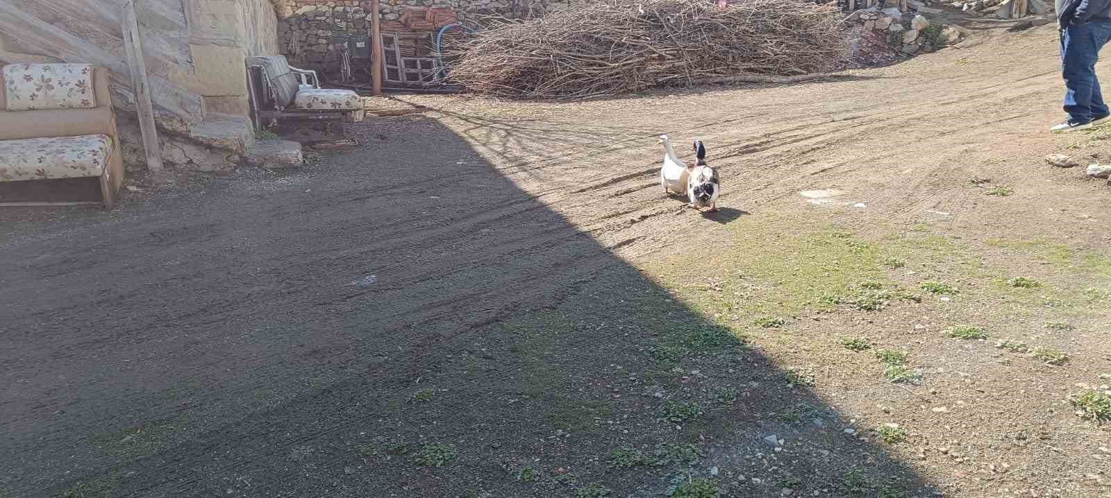 Ördekle kurduğu dostluk dikkat çekiyor