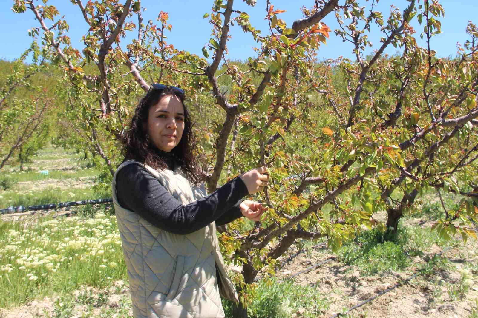 T&uuml;rkiye&rsquo;nin sofralık kayısı &uuml;retim merkezi, zirai donu y&uuml;zde 30 hasarla atlattı

