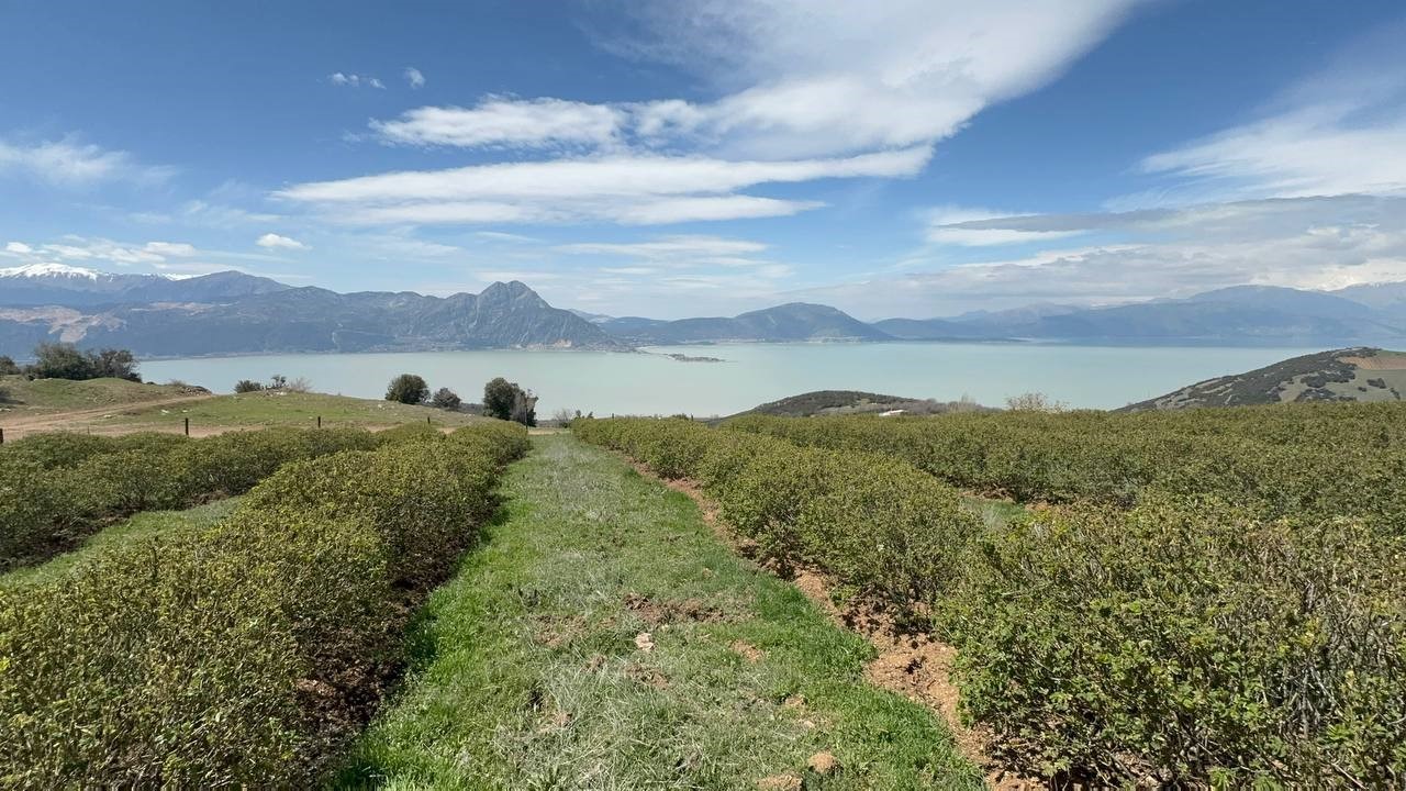 Isparta’da zirai donun bilançosu ağır oldu