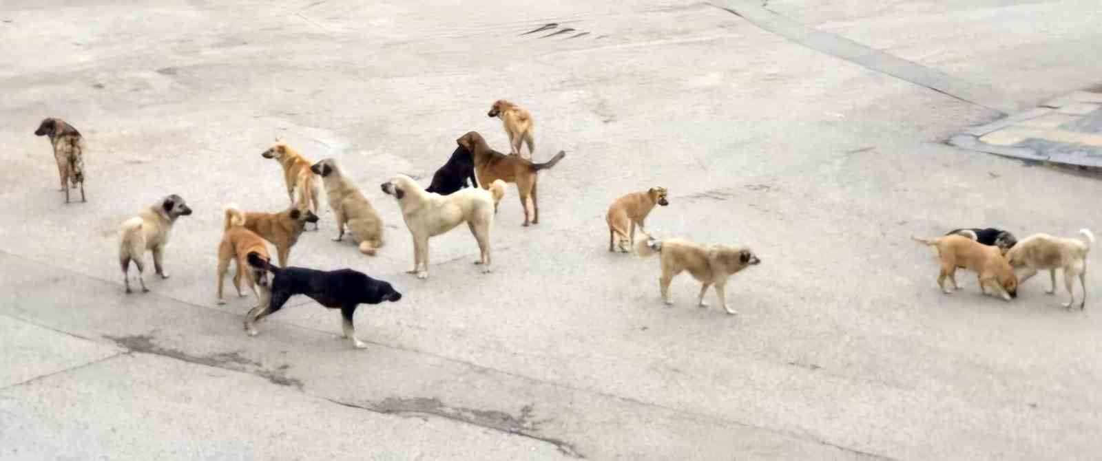 Burdur’da komşusuna giderken köpeklerin saldırısına uğrayan yaşlı kadın yaralandı