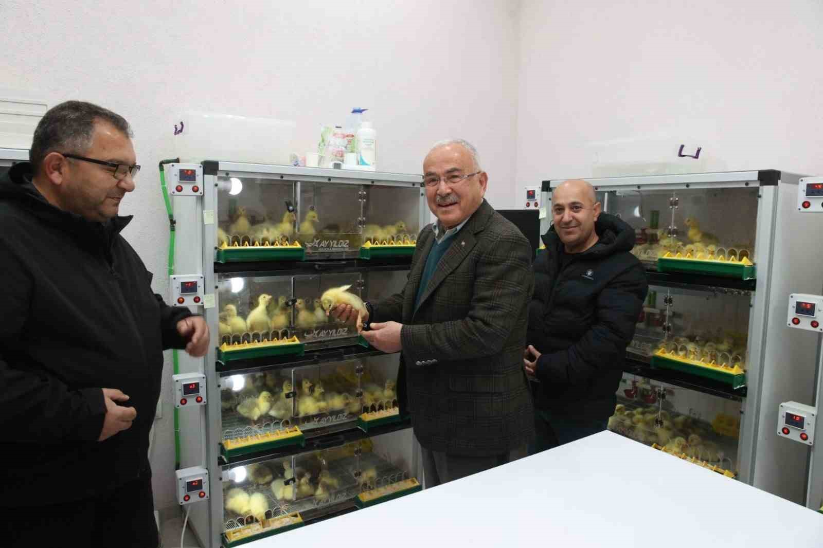Başkan G&uuml;ler: "Kaz kulu&ccedil;kahanesinde yıllık 10 bin civciv &uuml;retimi yapmayı hedefliyoruz"
