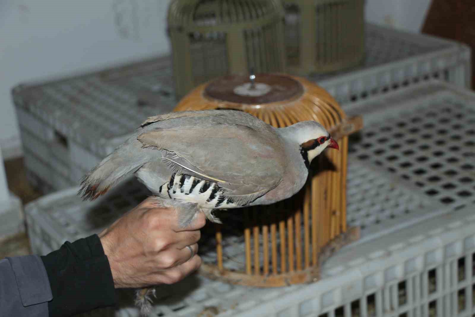 Şırnak’ta yasadışı kınalı keklik ticaretine 76 bin 500 lira ceza kesildi