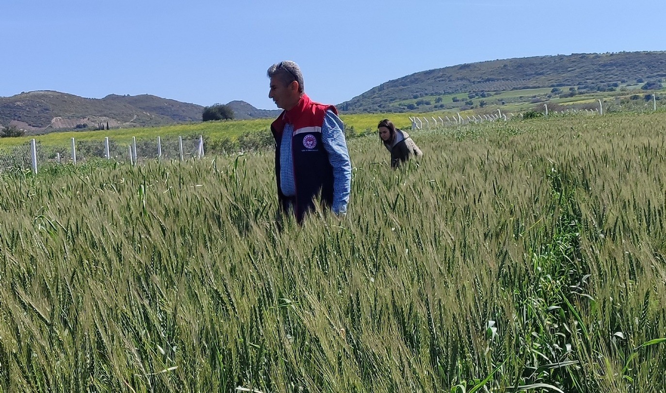 Didim’de tarımsal kontroller tamamlandı, tarlalarda hastalık ve zararlıya rastlanmadı