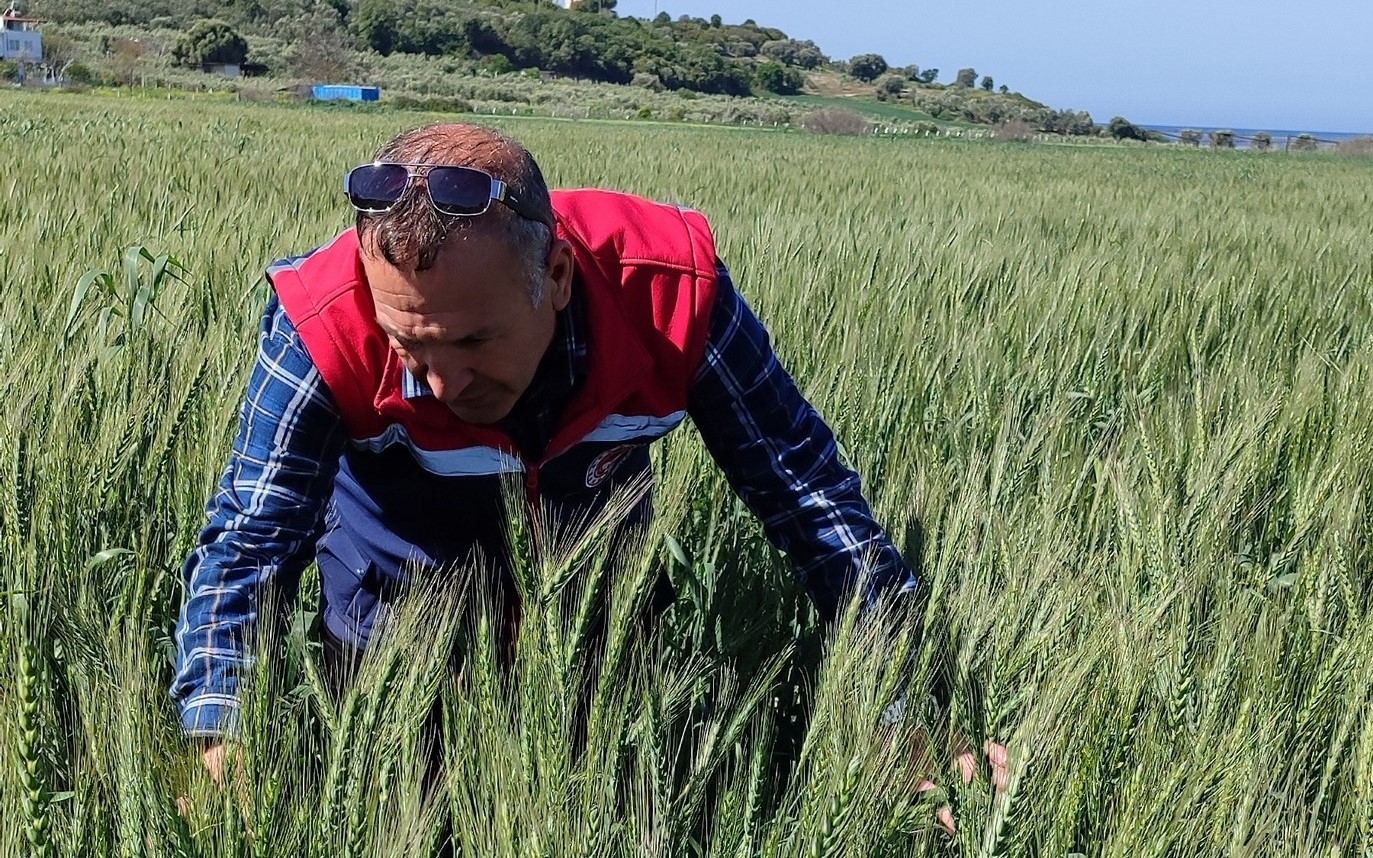 Didim’de tarımsal kontroller tamamlandı, tarlalarda hastalık ve zararlıya rastlanmadı
