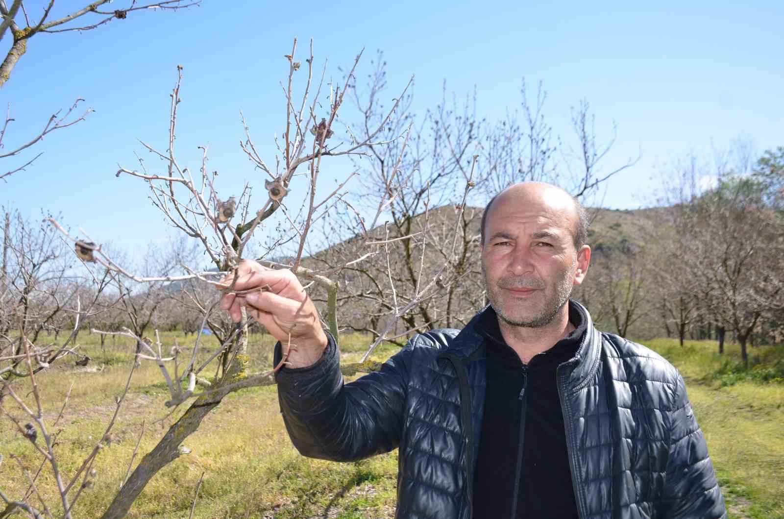 Zirai don cennet hurmasını vurdu