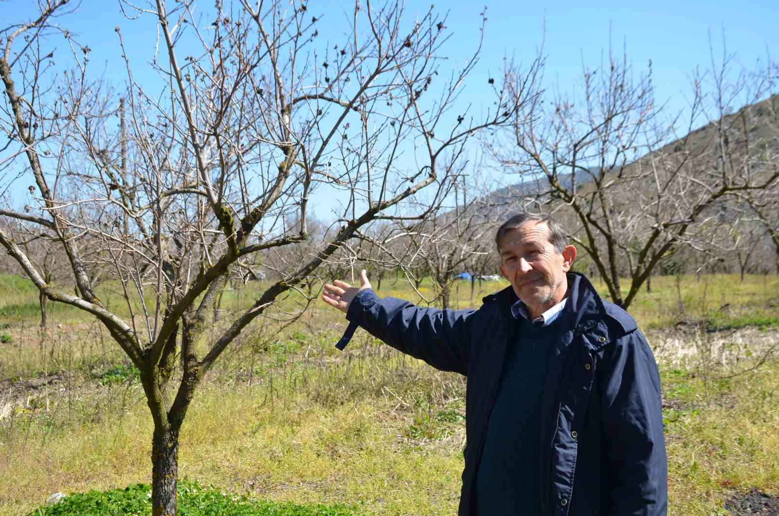 Zirai don cennet hurmasını vurdu
