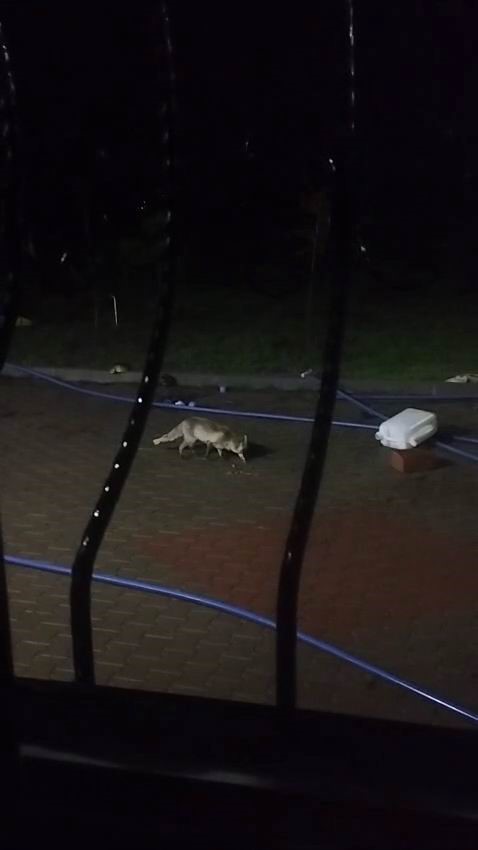 Aç kalan tilki evin bahçesine kadar girdi