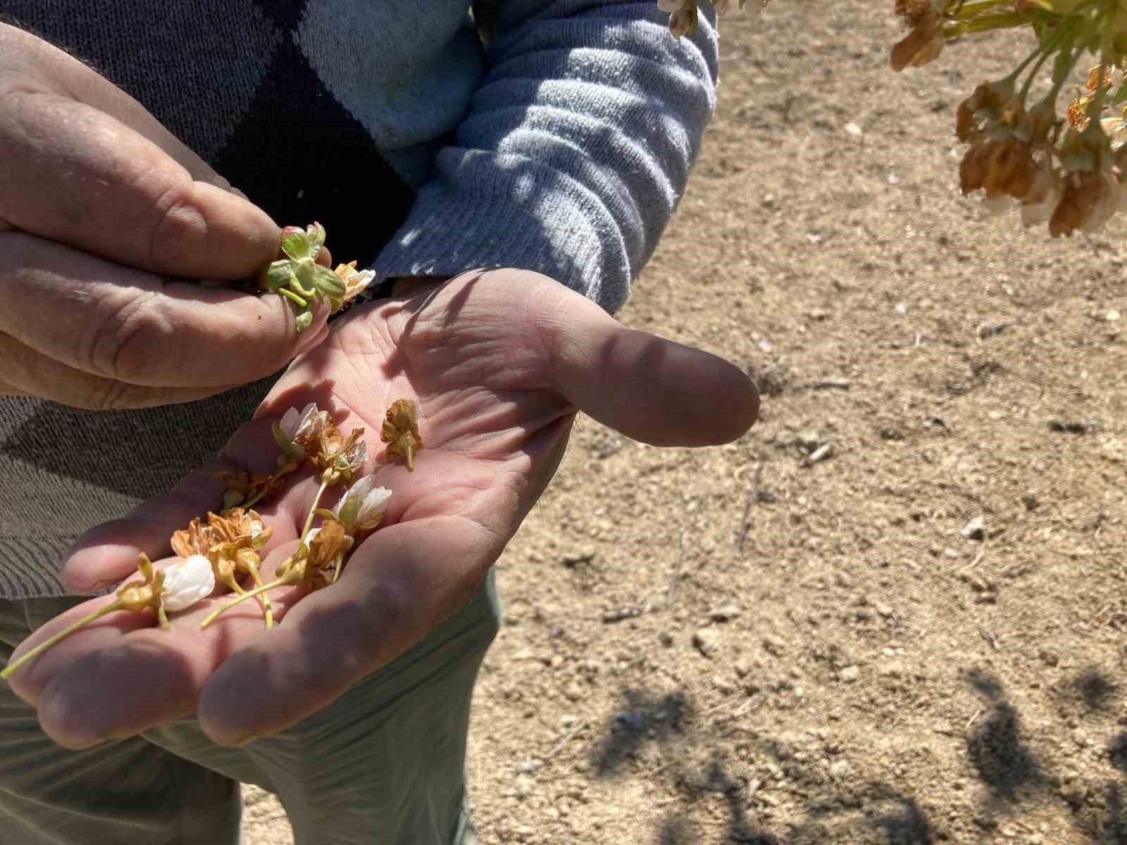 Dünya sofralarını süsleyen ‘Napolyon’ kirazını don vurdu