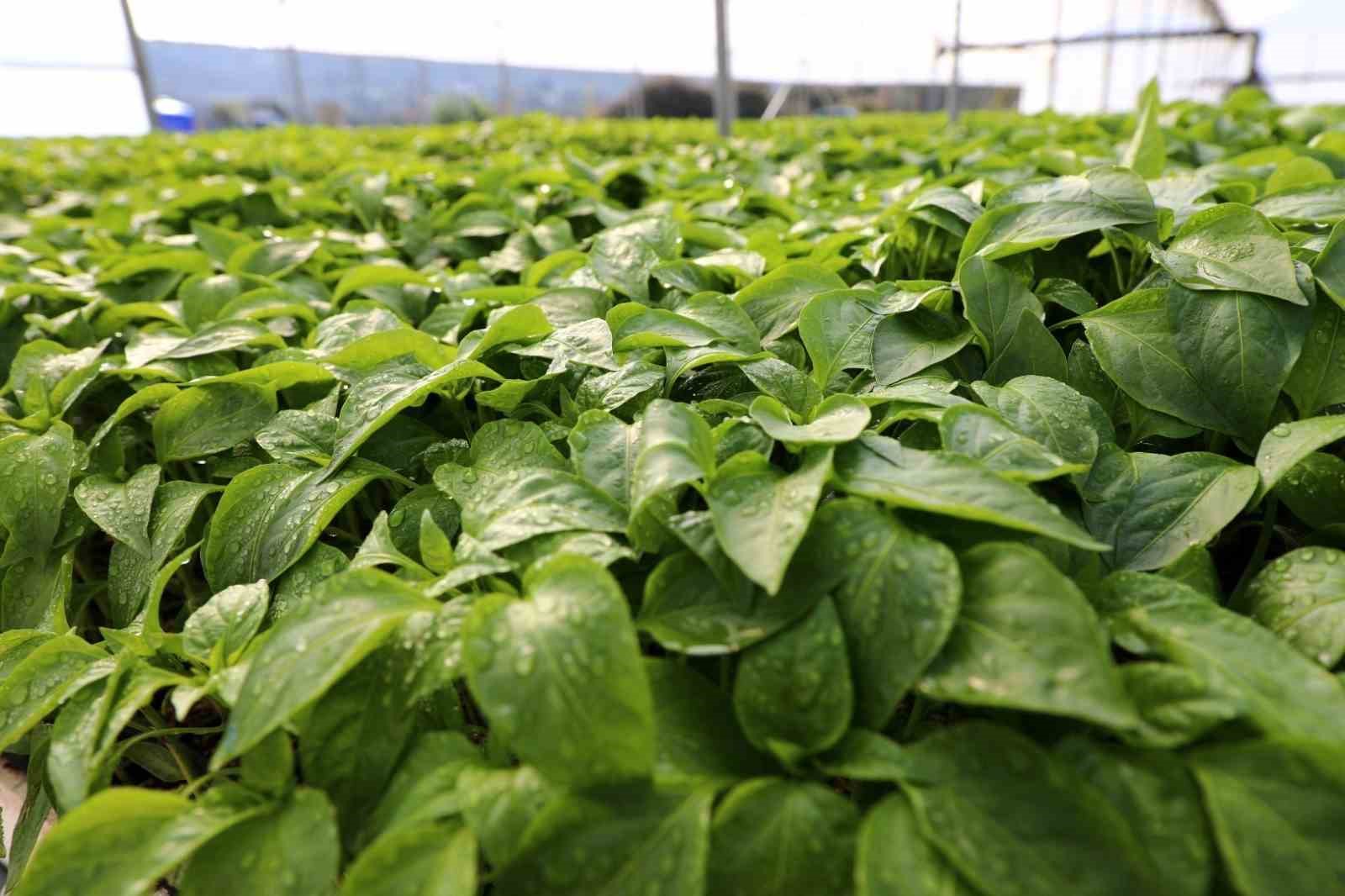 Belediyeden çiftçiye yazlık fide desteği