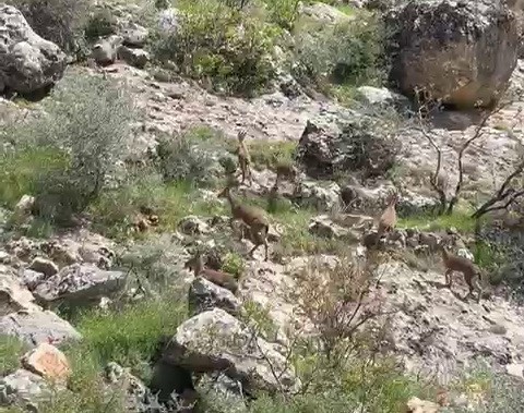 Besni’de dağ keçileri sürü halinde görüntülendi