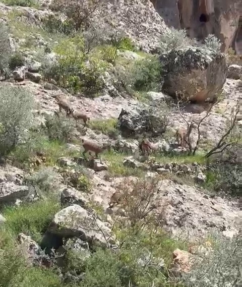 Besni&rsquo;de dağ ke&ccedil;ileri s&uuml;r&uuml; halinde g&ouml;r&uuml;nt&uuml;lendi

