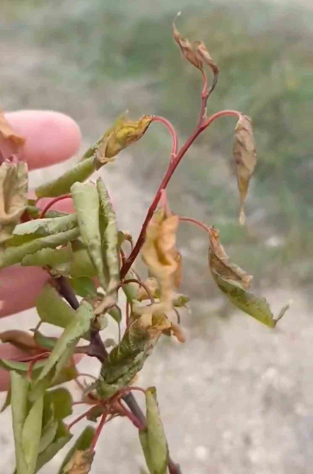Elazığ’da zirai don tarımsal üretime zarar verdi
