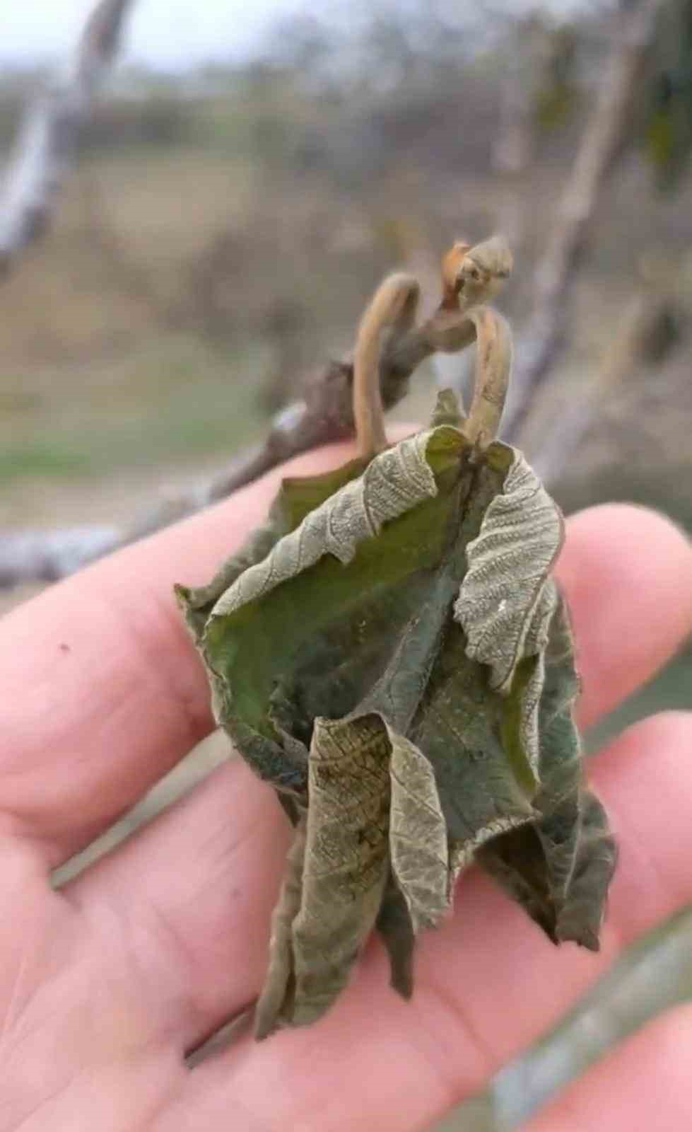 Elazığ&rsquo;da zirai don tarımsal &uuml;retime zarar verdi
