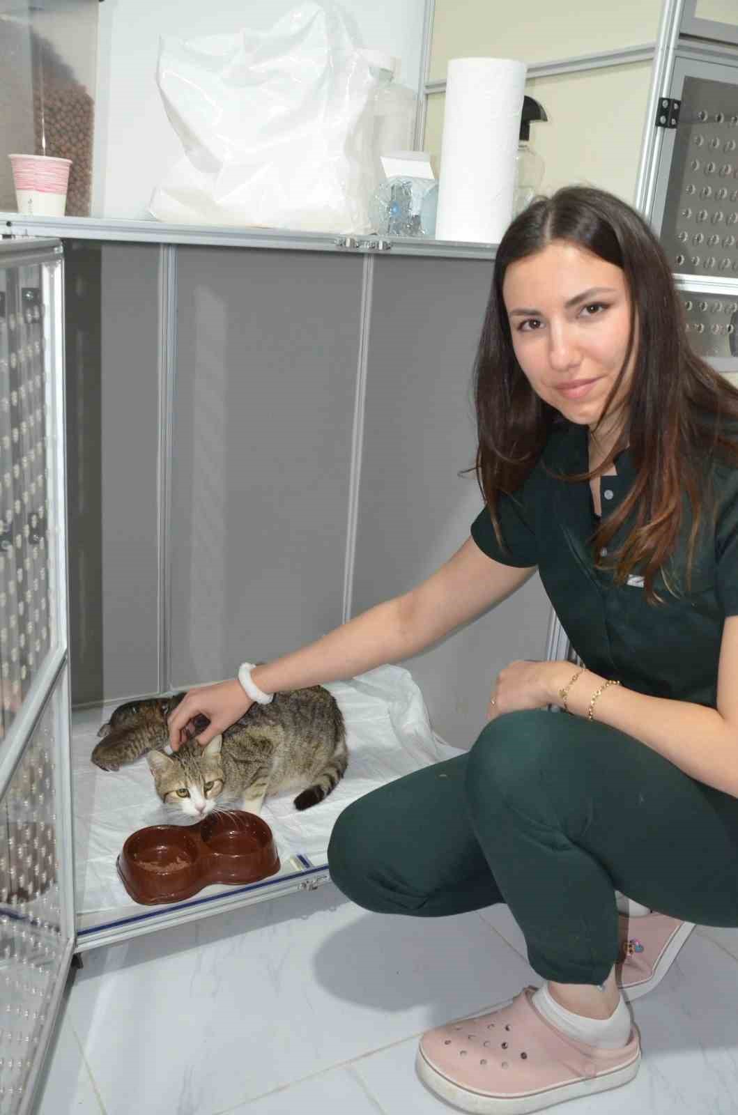 Akıllı kedi doğum i&ccedil;in veterinere geldi
