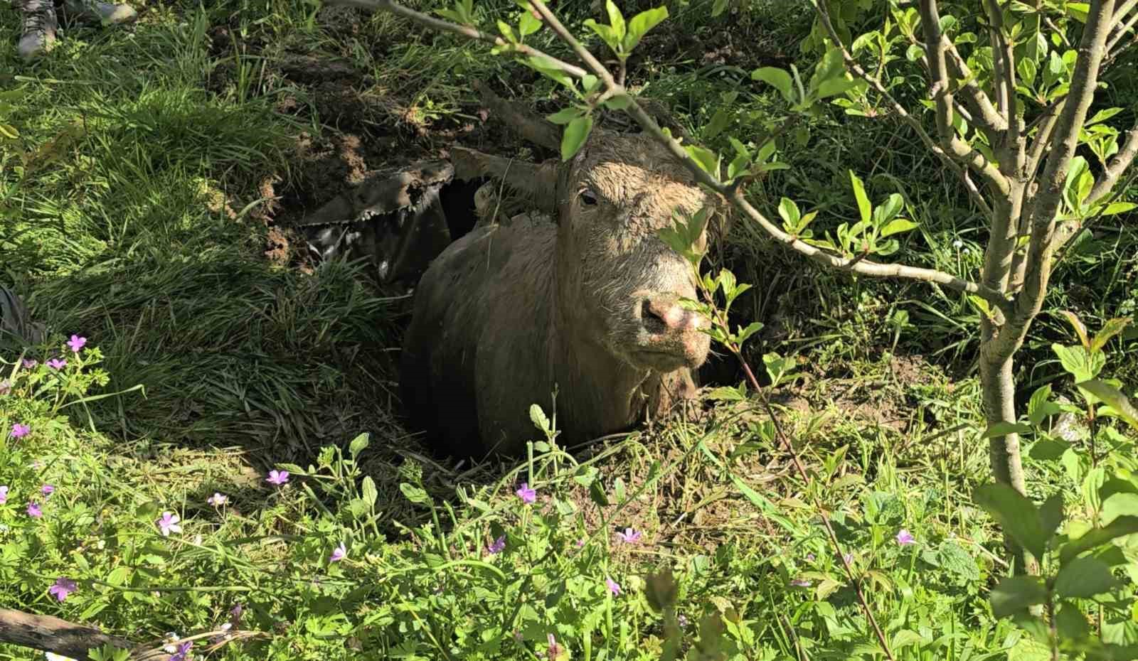 Foseptik çukuruna düşen inek iş makinesiyle kurtarıldı