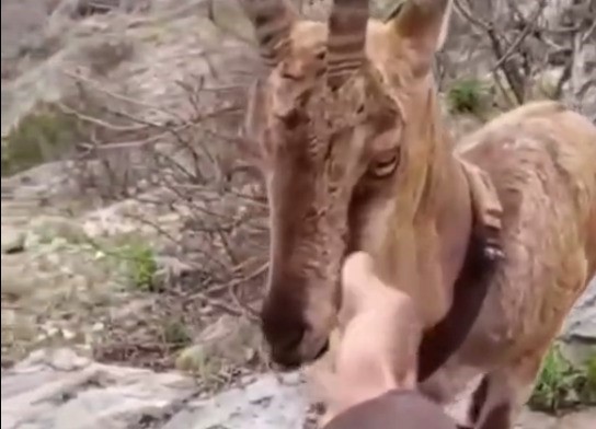 Doğaya salınan yaban keçisiyle vatandaşın sıcak diyaloğu yürekleri ısıttı