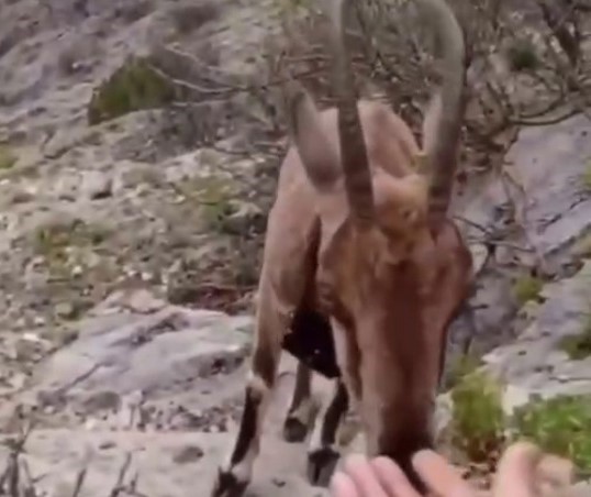 Doğaya salınan yaban ke&ccedil;isiyle vatandaşın sıcak diyaloğu y&uuml;rekleri ısıttı
