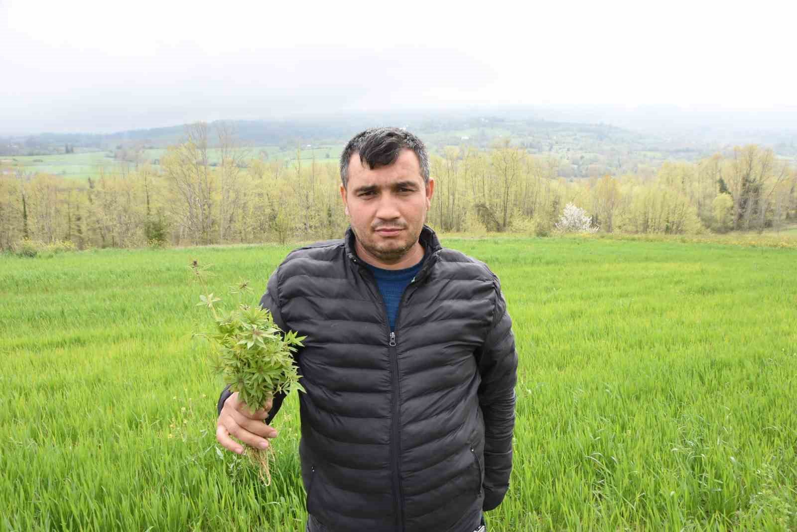 Sinop’ta tarlasında kenevir ele geçirilen çiftçi: "Yasa dışı iş yapmadık, valilik rencide etti"