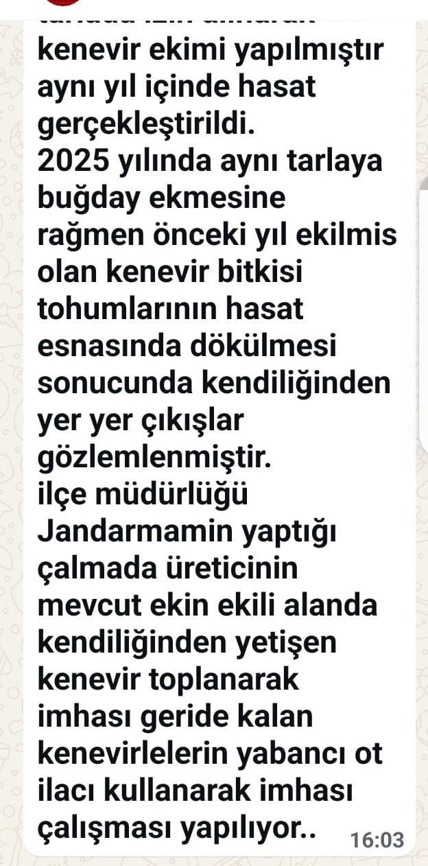 Sinop’ta tarlasında kenevir ele geçirilen çiftçi: "Yasa dışı iş yapmadık, valilik rencide etti"