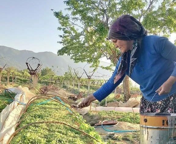 Sarıgöl tütün dikimine hazırlanıyor