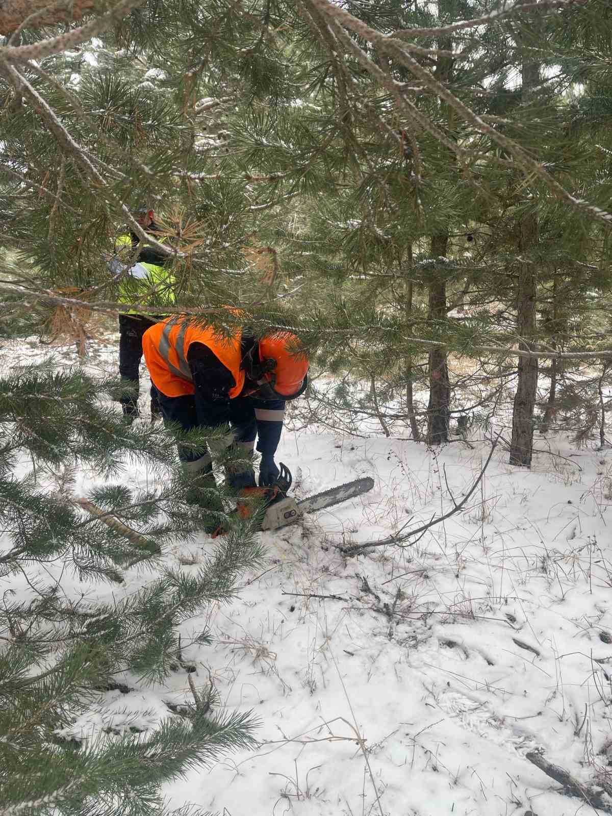 Ağaç budama çalışmaları güvenlik ve süreklilik için özenle yürütülüyor