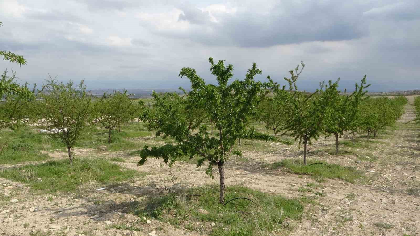 Zirai dondan etkilenmeyen badem bah&ccedil;esi &uuml;reticisini de şaşırttı
