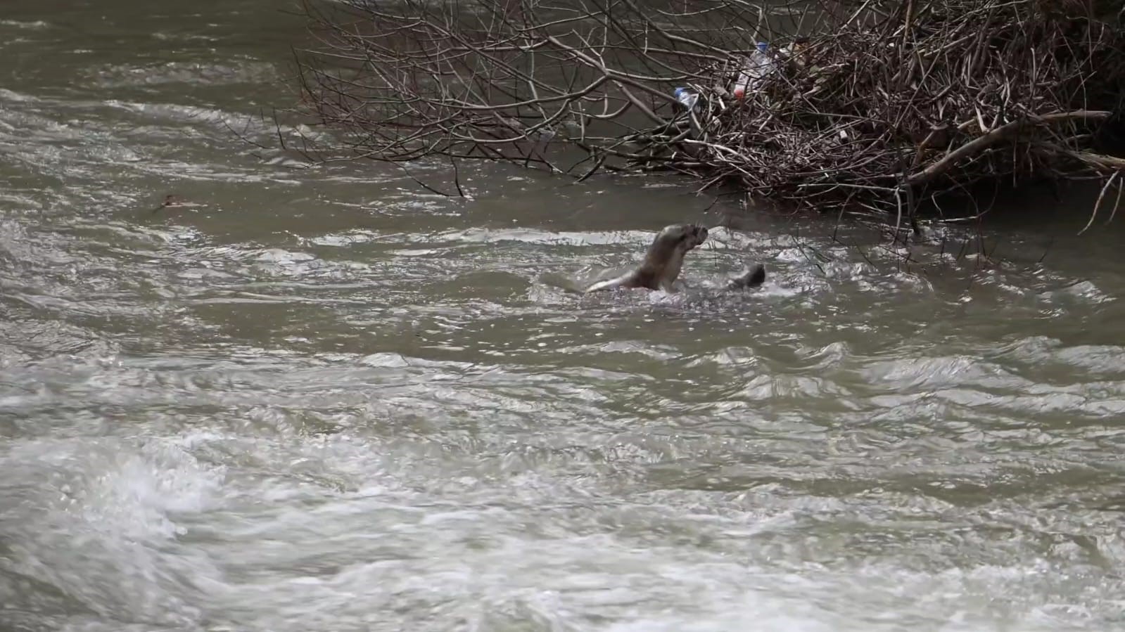 Pülümür Çayı’nda su samurlarının oyunu kamerada
