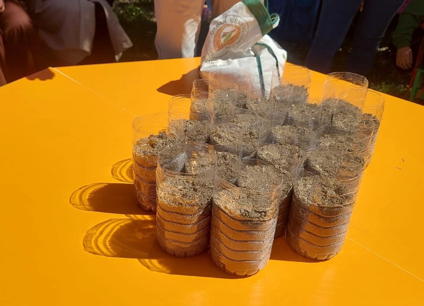 Altıntaş’ta meşe palamutları toprakla buluştu