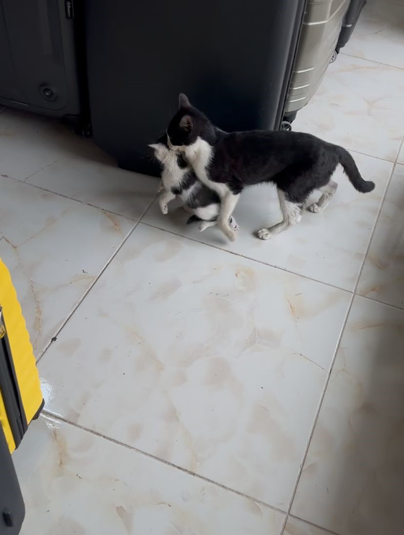 Annelerinin ağzında geldikleri dükkan yuvaları oldu