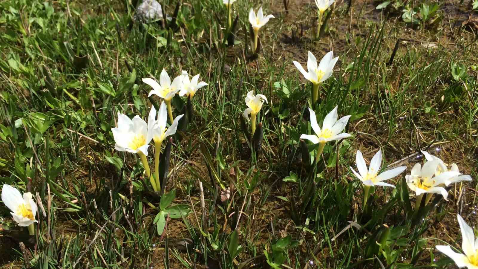 Van&rsquo;da a&ccedil;an ters laleler ile kardelenler doğayı s&uuml;sledi
