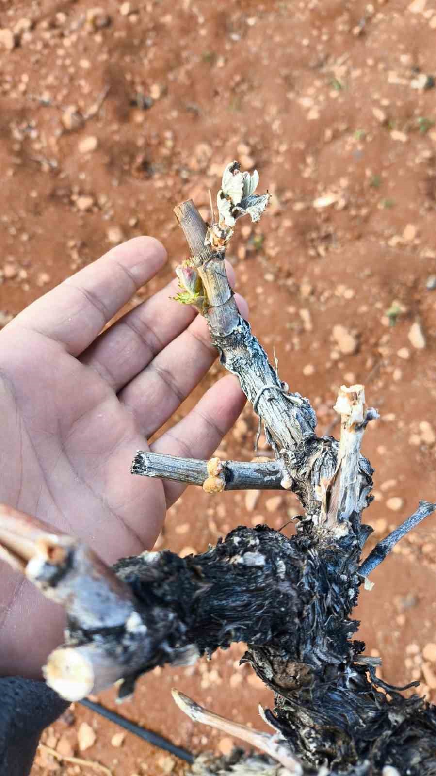 H&uuml;y&uuml;k&rsquo;teki meyve &uuml;reticisi de zirai don mağduru oldu

