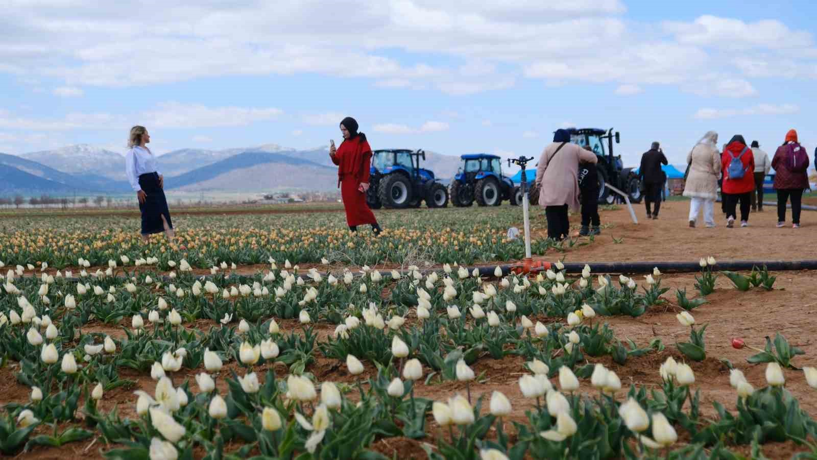 Karaman’da lale tarlasını bu yıl 200 bin kişinin ziyaret etmesi bekleniyor
