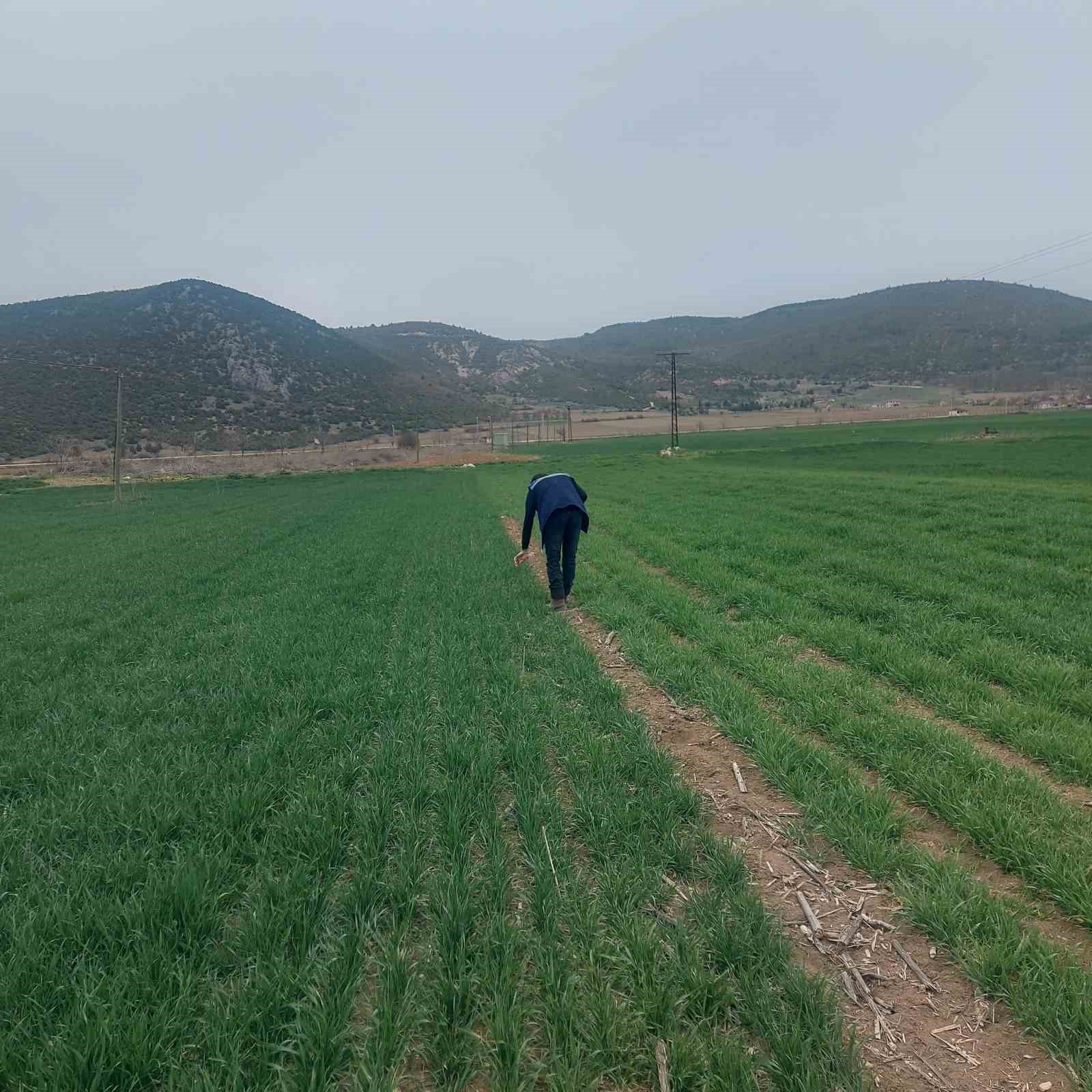 G&ouml;lpazarı&rsquo;nda fenolojik g&ouml;zlemler ve don riskine karşı &ouml;nlemler
