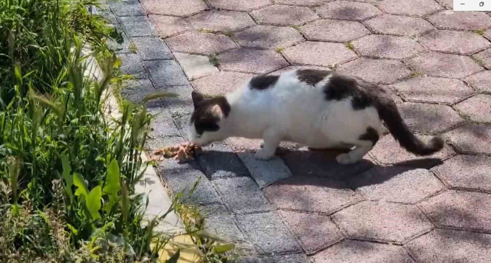 Yalova’da sokak kedilerini harçlıklarıyla besliyorlar

