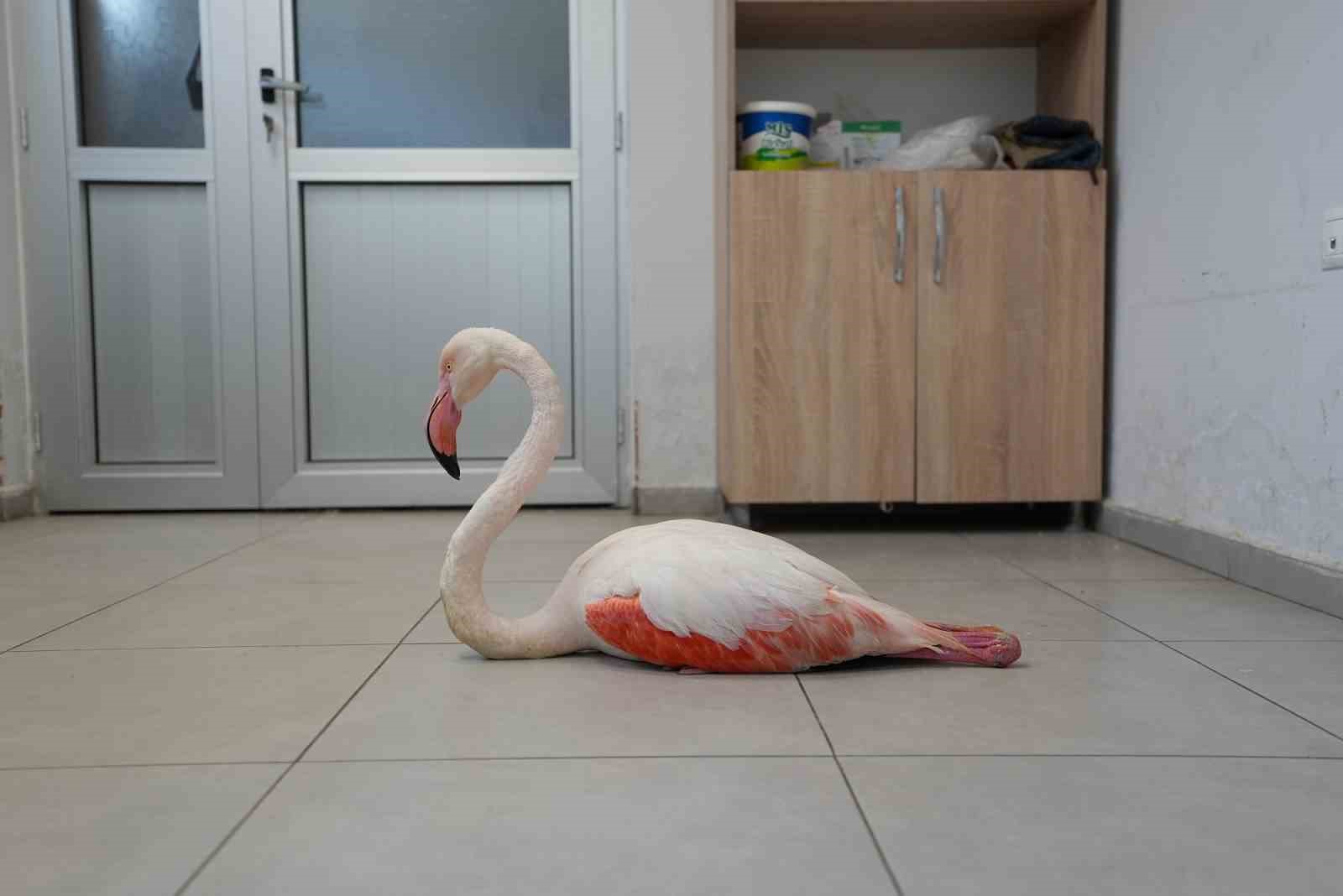 Yaralı flamingo tedavi edilerek doğal yaşama geri bırakıldı