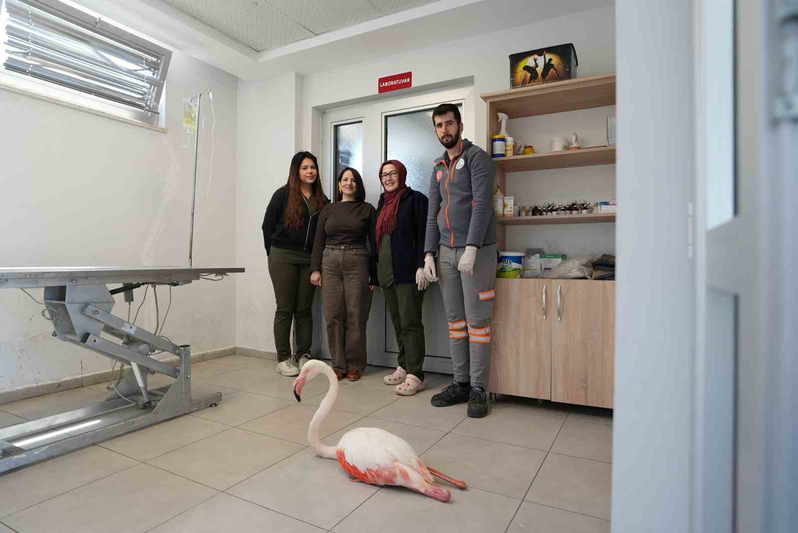 Yaralı flamingo tedavi edilerek doğal yaşama geri bırakıldı