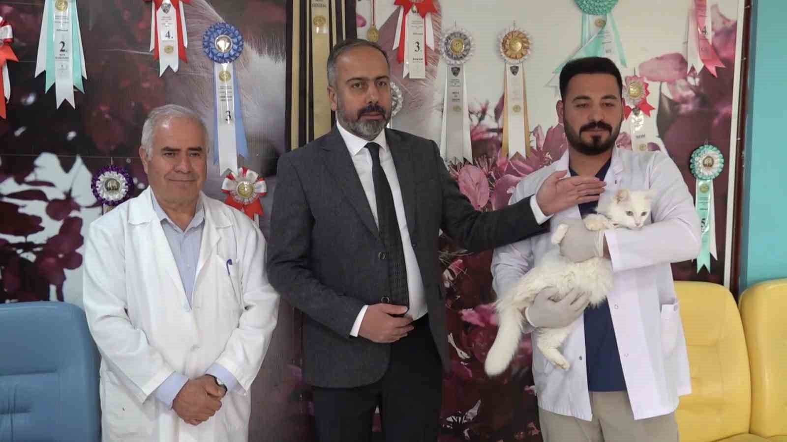 Dünya güzeli Van kedisi ‘Su’ 5 yavru doğurdu