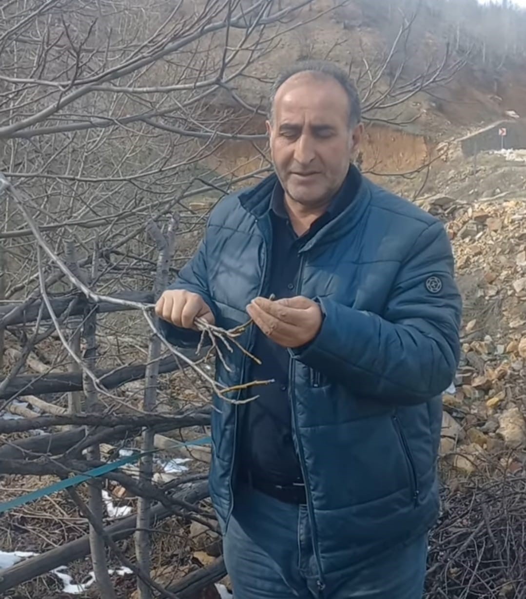 Giresun&rsquo;da zirai don Şebin cevizini de vurdu
