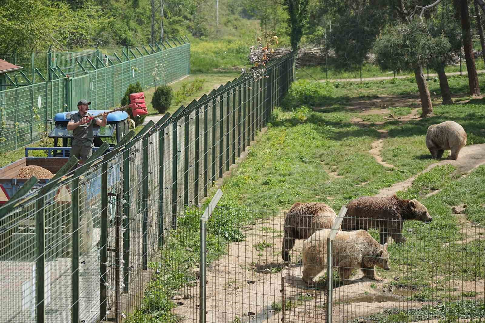 Sevimli yavru ayılar g&uuml;venli yuvalarına yerleştirildi
